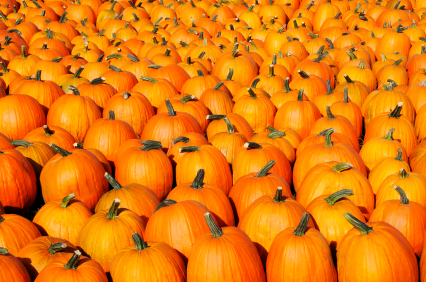 citrouille_recolte_automne_abondance_orange_426 alternate text for this image