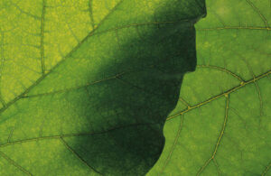 Conscience environnementale récompensée