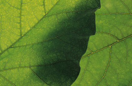 vert_feuille_425 alternate text for this image