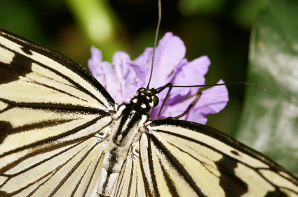 papillon_425 alternate text for this image