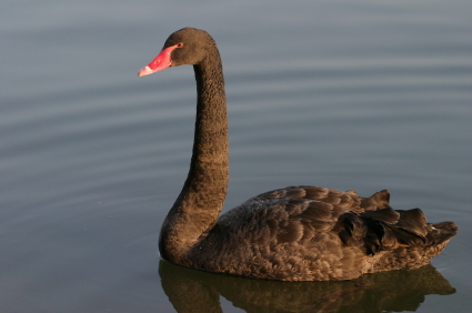 cygne_noir_black_swan alternate text for this image