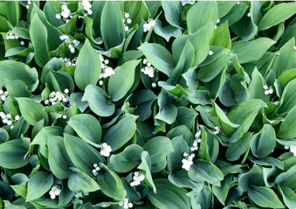muguet_vert_printemps-426×300 alternate text for this image