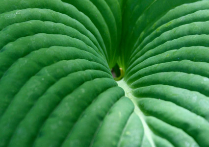 vert_environnement_425 alternate text for this image