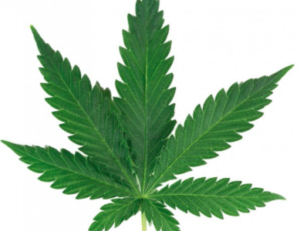 Insolite : Les banques américaines acceptent l’argent du cannabis!