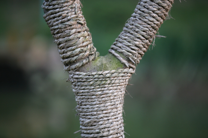 generation_Y_jeunes_arbre_425 alternate text for this image