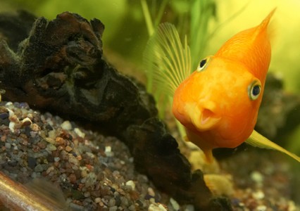 poisson_rouge_avril_aquarium_640-426×300 alternate text for this image