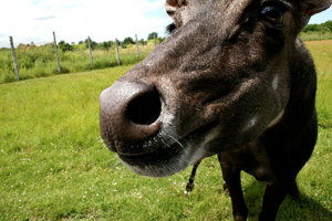 Insolite : Investissez dans une vache!