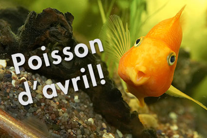poisson_rouge_avril_aquarium_txt_425 alternate text for this image