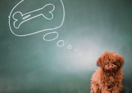 chien_os_caniche_Pavlov_penser_vouloir_desir_manger-426×300 alternate text for this image