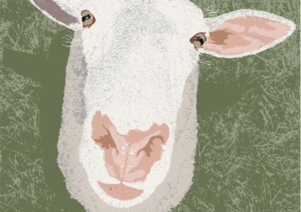 mouton_425-425×300 alternate text for this image