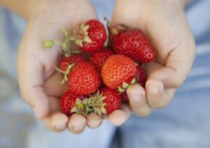 Les fraises seront chères l’hiver prochain