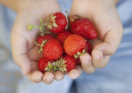fraises_fruits_agriculture_dessert_ete_mains-426×300 alternate text for this image