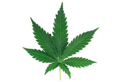 Cannabis_marijuana_425x283 alternate text for this image