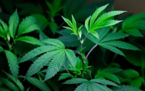 Marijuana : investir aux États-Unis serait risqué