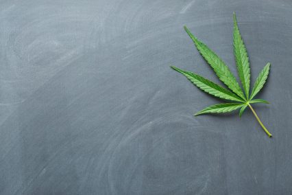 cannabis_marijuana-426×284 alternate text for this image