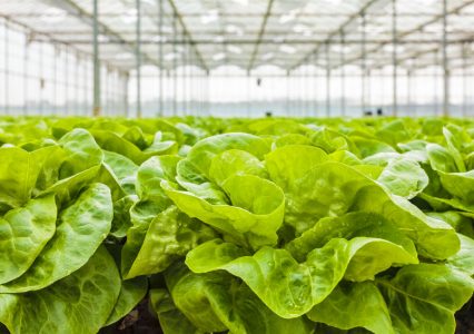 laitue_serre_agriculture-426×300 alternate text for this image