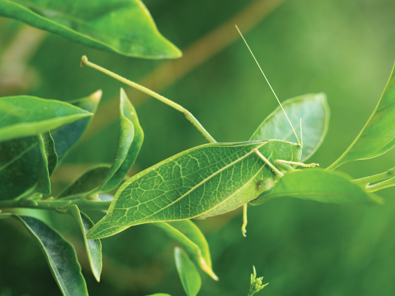 Investissement_Responsable_Feuille_Insecte_Camouflage_800x600 alternate text for this image