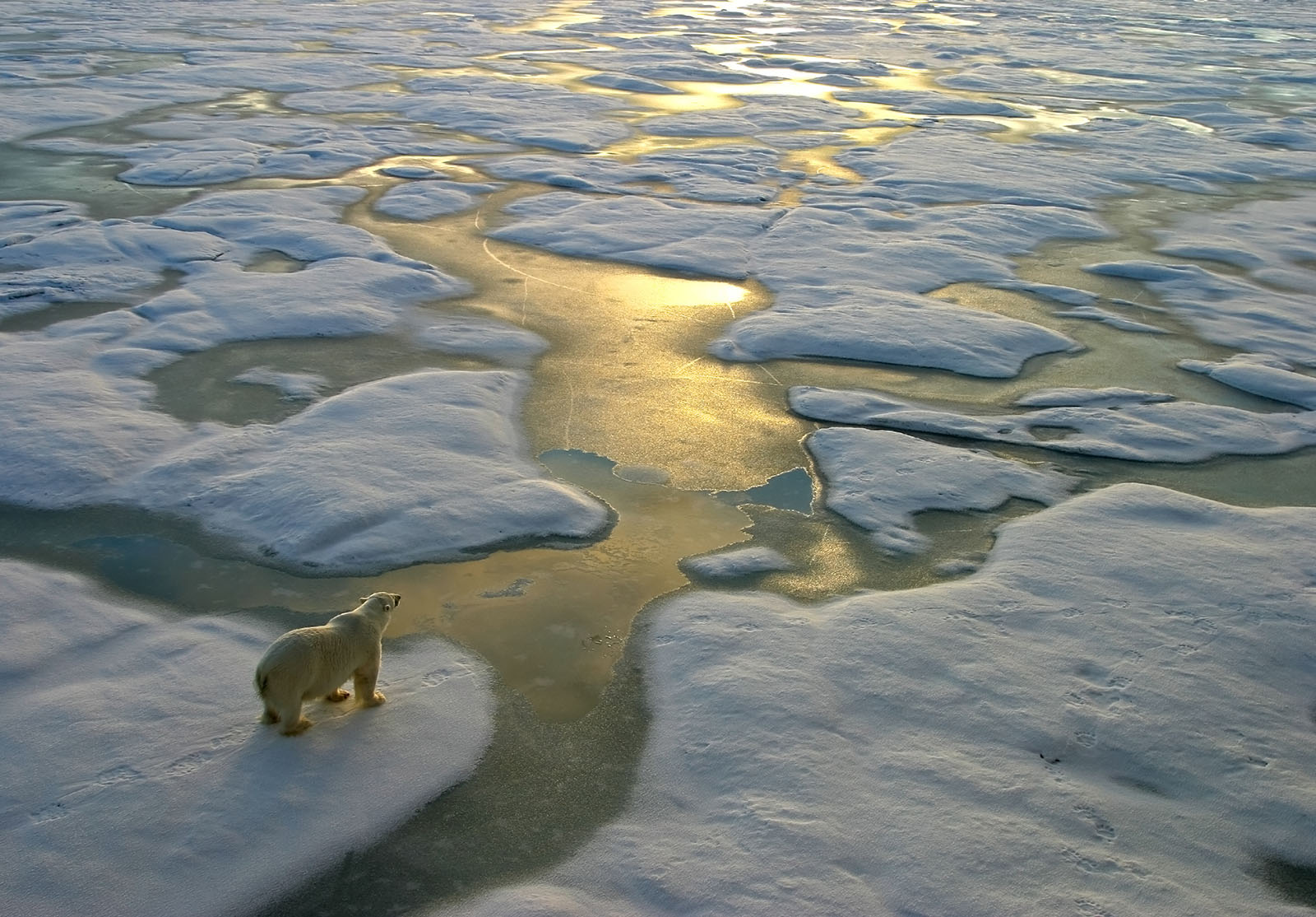 Ours polaire sur une large surface de glace dans l'Arctique russe près de la Terre François-Joseph.