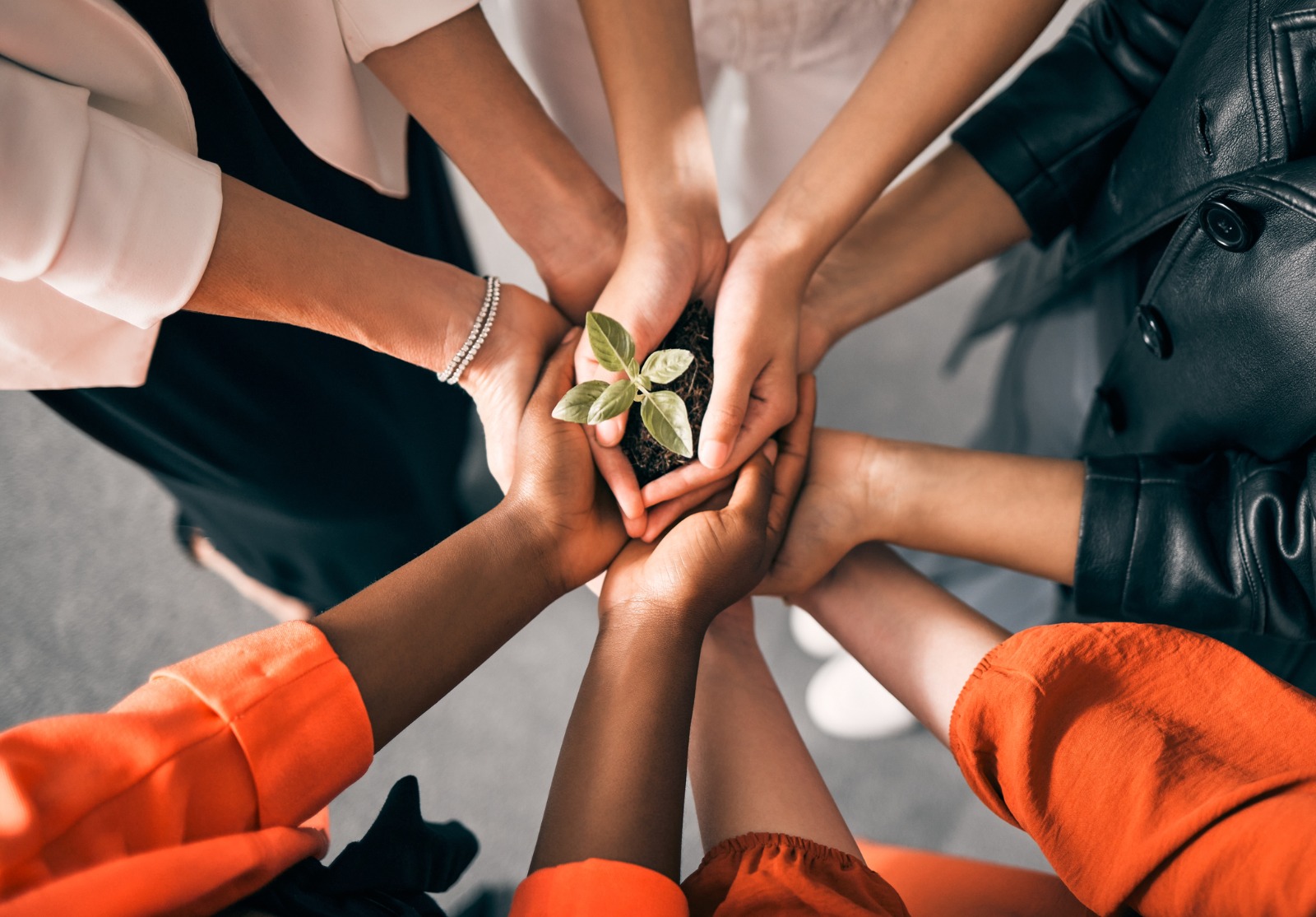 Photo d’un groupe d’hommes d’affaires méconnaissables tenant des plantes dans la terre au travail.