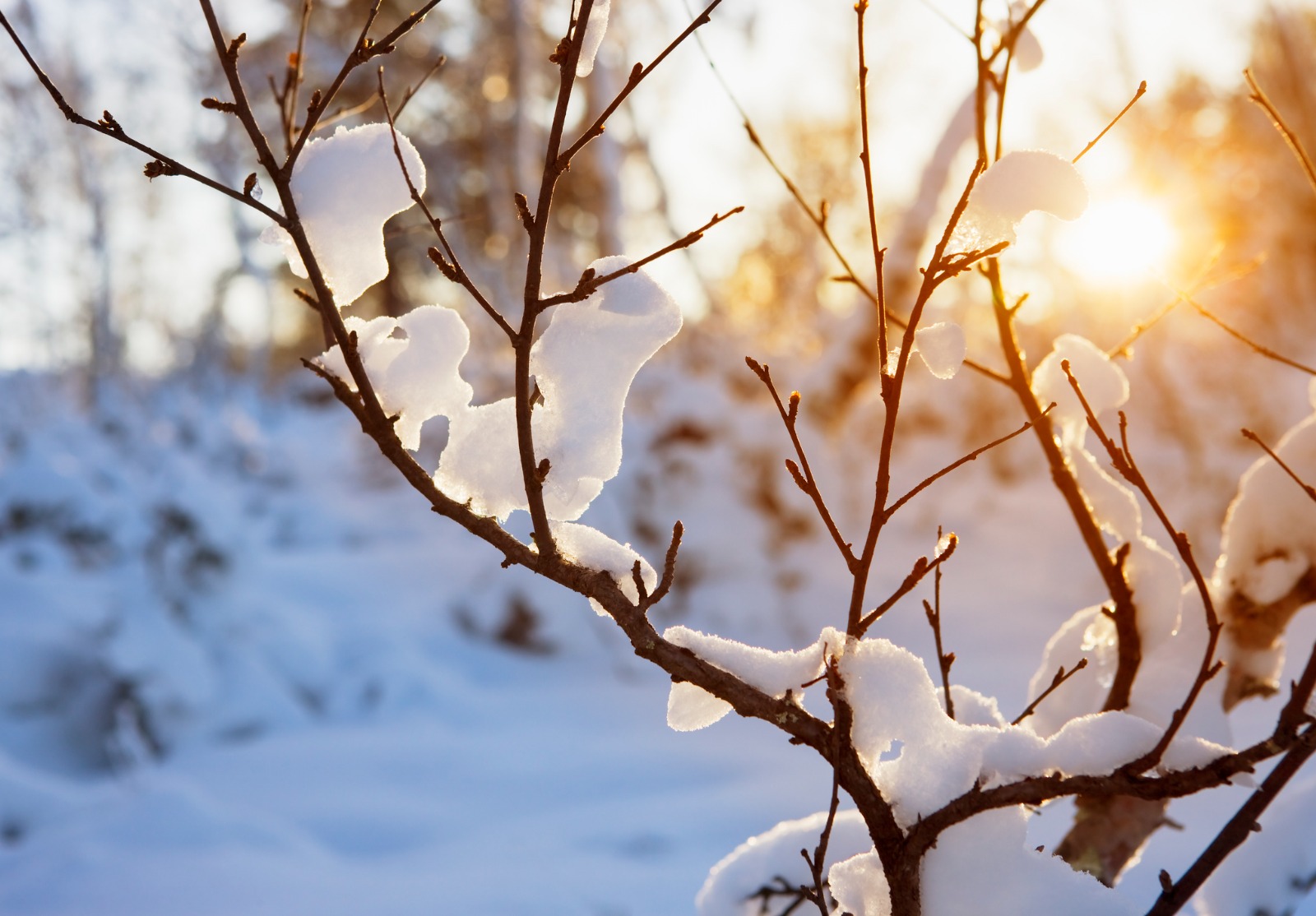 Chaud soleil d'hiver faisant fondre la neige sur un arbuste en premier plan.