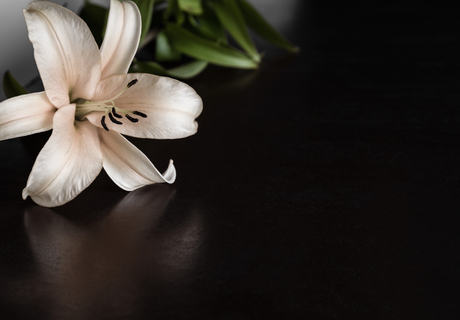 Fleur de Lys sur le fond sombre.