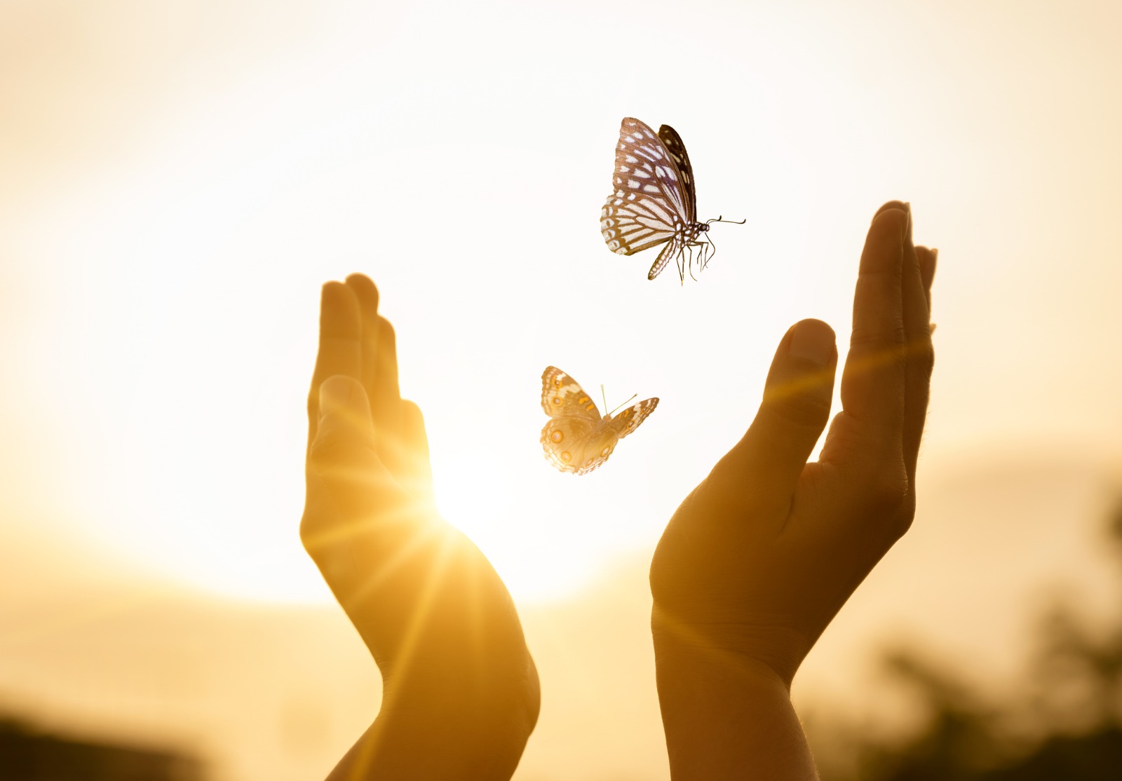 La jeune fille libère le papillon à partir du moment Concept de liberté.