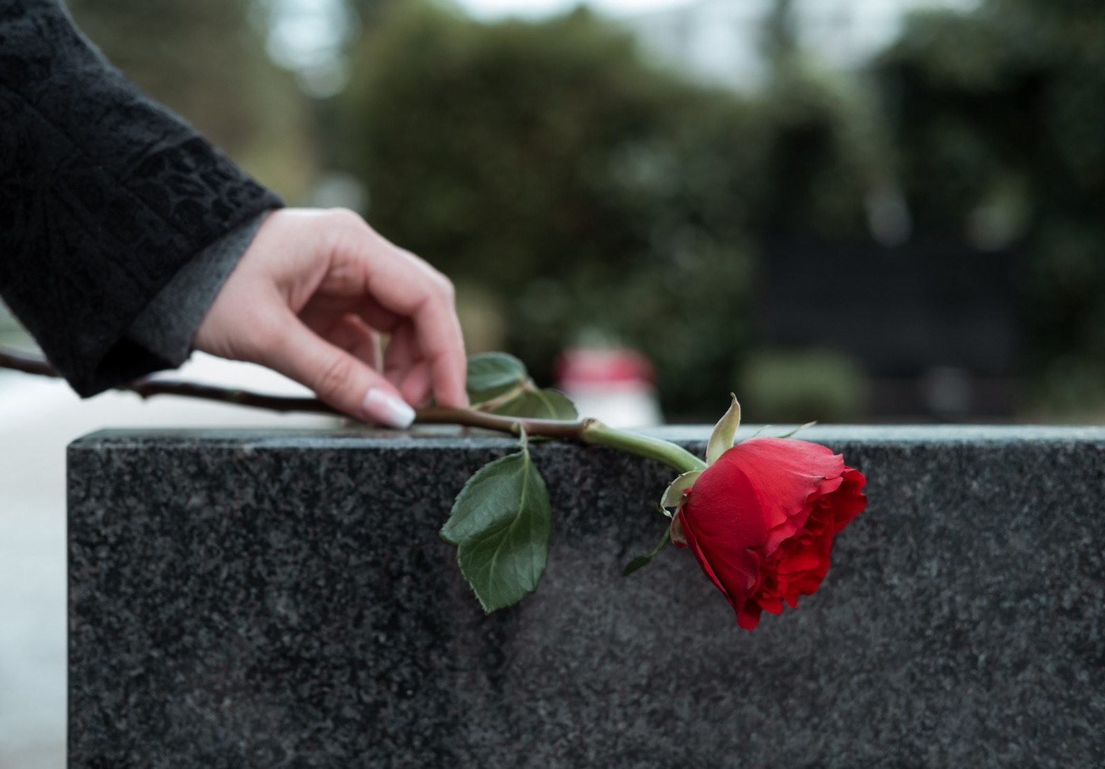 Une main qui pose une rose rouge sur une tombe.