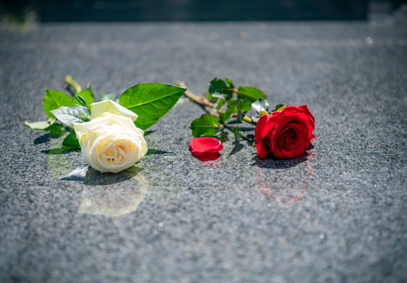 Une rose rouge et une rose blanche posées sur une tombe.